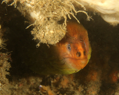 Gymnothorax prasinus