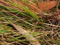 Eriachne pallescens