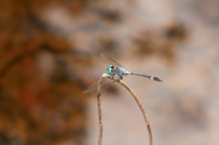 Micrathyria catenata