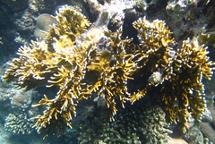 Millepora dichotoma