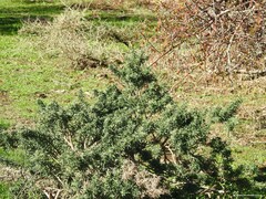 Adenocarpus hispanicus