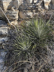Yucca constricta
