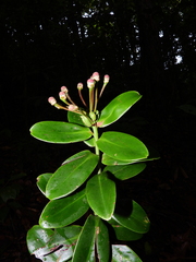 Marcgraviastrum pendulum