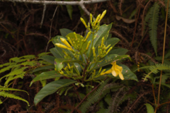 Odontadenia puncticulosa