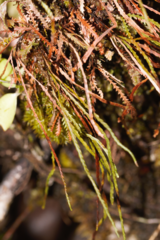 Cochlidium serrulatum