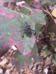 Leptoglossus corculus