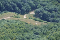 Neophron percnopterus