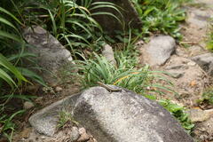 Plestiodon latiscutatus