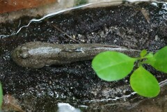 Periophthalmodon schlosseri