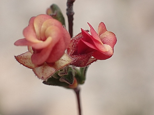 Image of Hermannia flammula by no rights reserved