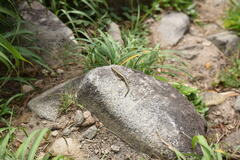 Plestiodon latiscutatus