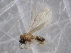 Brachymyrmex