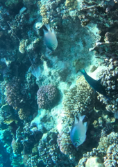 Amblyglyphidodon indicus