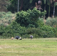 Balearica regulorum