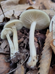 Fungi