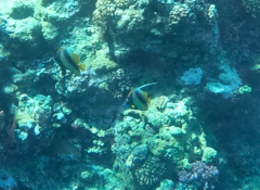 Heniochus intermedius