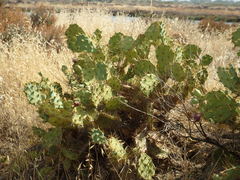 Opuntia stricta
