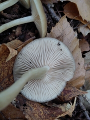 Fungi