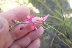 Ixia scillaris