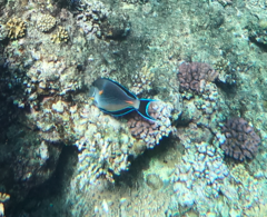 Acanthurus sohal
