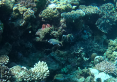 Neoniphon sammara