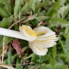 Hygrocybe acutoconica