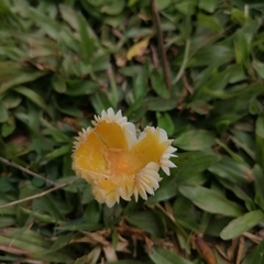 Hygrocybe acutoconica
