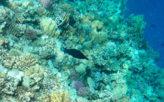 Gomphosus klunzingeri