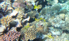 Lutjanus ehrenbergii