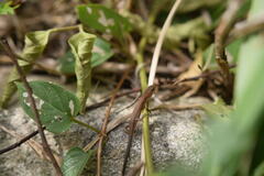 Takydromus tachydromoides