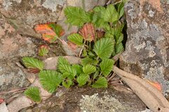 Pelargonium rodneyanum