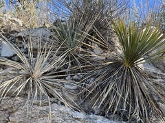 Yucca constricta