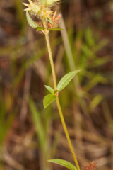 Pterolepis glomerata