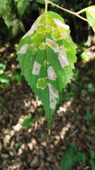 Phyllonorycter millierella