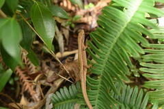 Takydromus tachydromoides