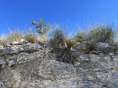 Yucca constricta