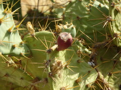 Opuntia stricta