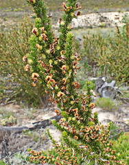 Aspalathus sceptrum-aureum