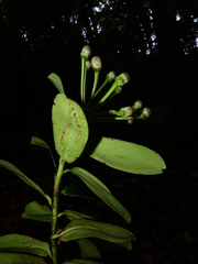 Marcgraviastrum pendulum