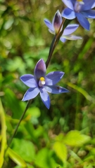 Thelymitra megcalyptra