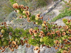 Aspalathus sceptrum-aureum