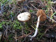 Cortinarius duracinus