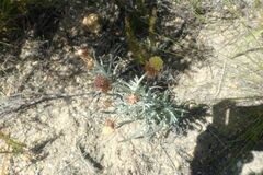 Syncarpha gnaphaloides