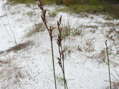 Schoenus brevifolius
