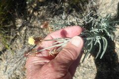 Syncarpha gnaphaloides