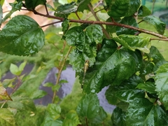 Diplacodes trivialis