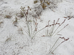 Schoenus brevifolius