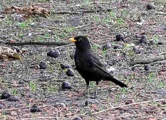 Turdus merula