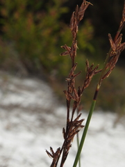 Schoenus brevifolius