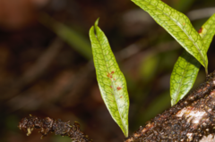 Microgramma lycopodioides